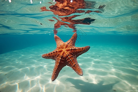 海底的六角海星背景图片