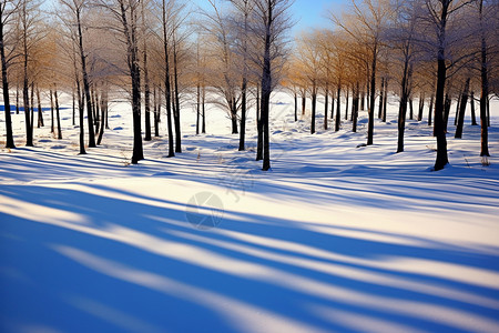 冬季树林的景色图片