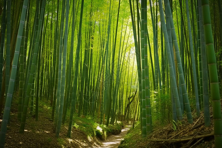 绿竹素材竹林中高耸的竹子背景