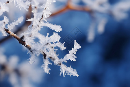 雪花飘扬季节冬天的树枝背景