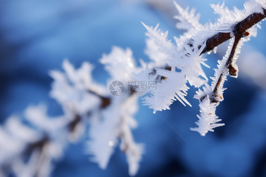 树枝上的雪花图片