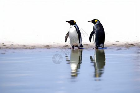 南极风光南极可爱企鹅背景