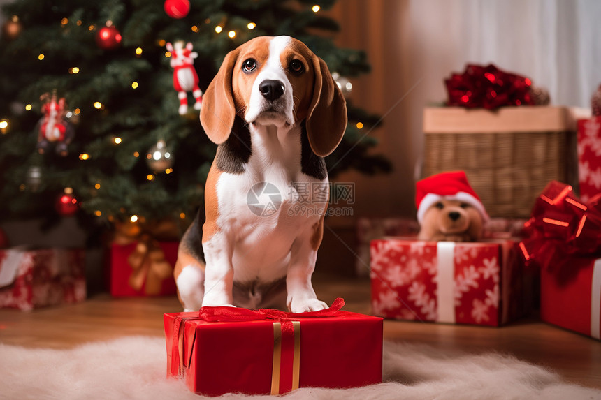 圣诞节可爱小狗图片
