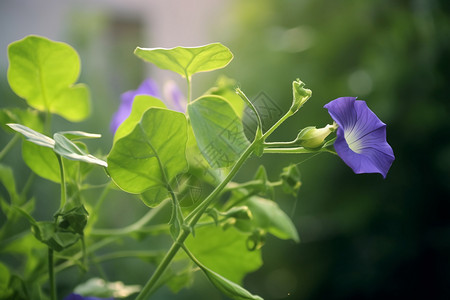 美丽的牵牛花背景图片