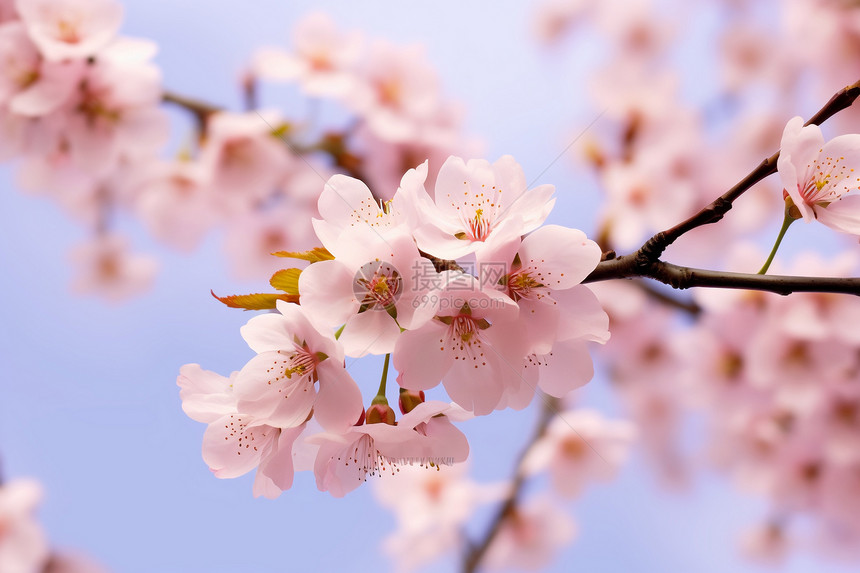 春季花园中盛开的樱花树图片