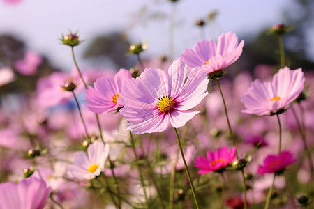 夏天盛开的粉红色花朵图片