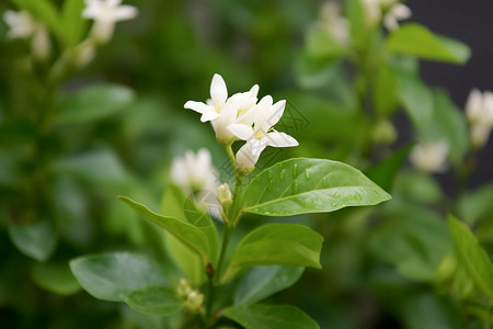 花园中盛开的茉莉花背景图片