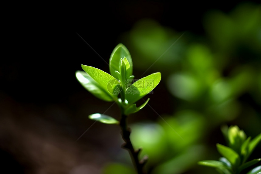 春天户外的绿植植物图片