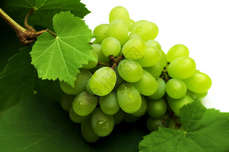 新鲜的绿葡萄水果图片