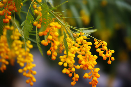 春天植物特写高清图片