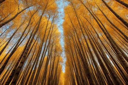 秋天金色杨树林背景图片