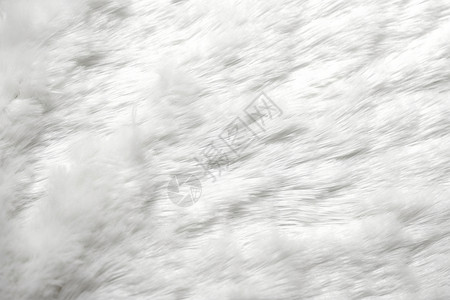 地毯广告素材洁白的皮毛（照片-静物背景-广告传媒）背景