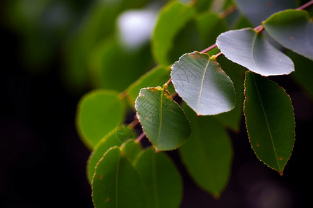 新鲜绿叶植物桉树高清图片