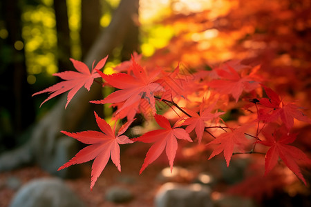 秋天红色的枫叶景色图片