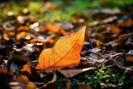 树叶掉落一片掉落的叶子背景