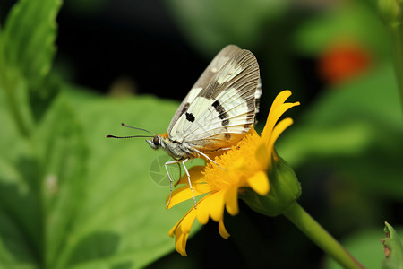 黄色花朵上的蝴蝶背景图片