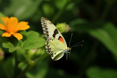 美丽的昆虫蝴蝶背景图片