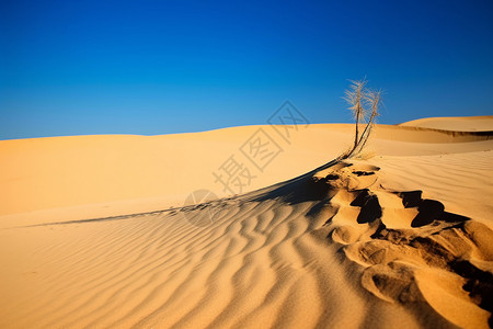 沙漠的沙子图片