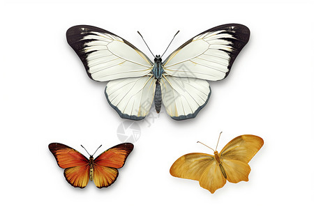 大自然昆虫蝴蝶背景