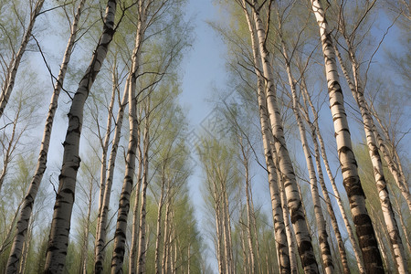 白桦林背景图片