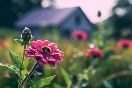 蜜蜂与花儿紫色的小花背景