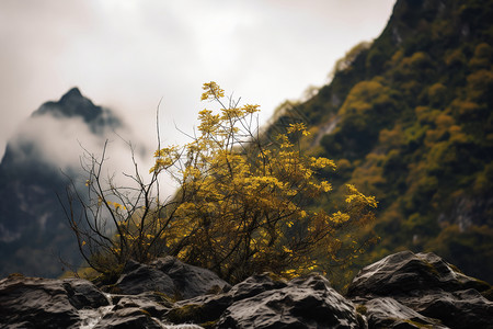 秋天户外山林植物特写图片