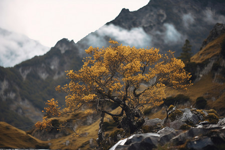 秋天户外山林植物高清图片