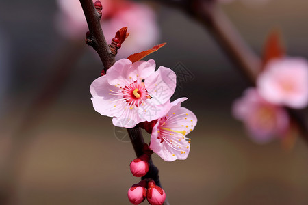 梅花植物特写红色花瓣图片