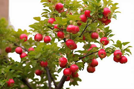 苹果开花夏季红彤彤的苹果树背景
