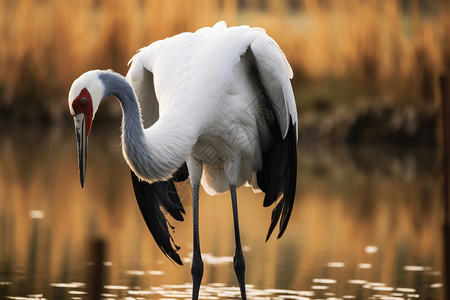 野生保护动物白枕鹤高清图片