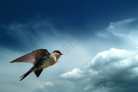 飞在空中的燕子背景图片