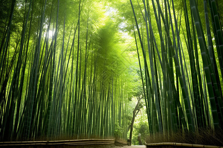 生长繁密的竹子图片