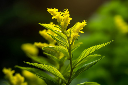 黄色的花儿图片