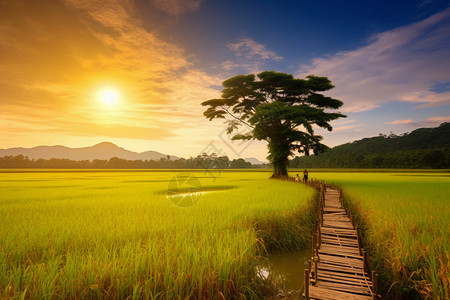 广阔的稻田背景图片