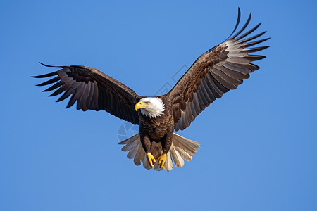野生动物滑翔翼展高清图片