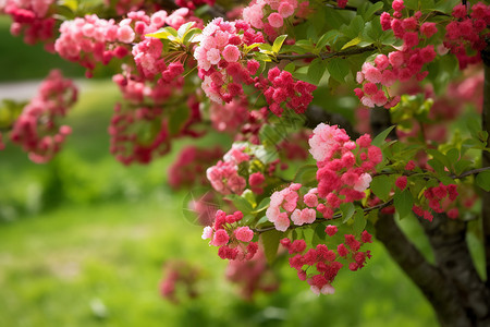 花园里的山楂花图片