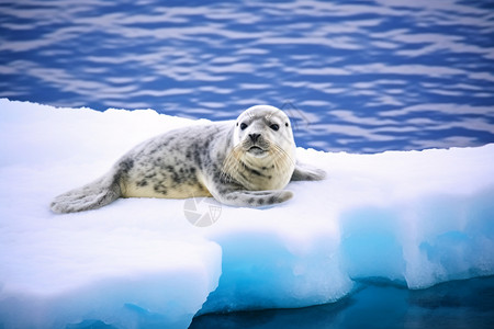 玩耍的海豹北极海豹高清图片