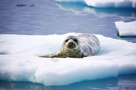 可爱的海豹北极海豹高清图片