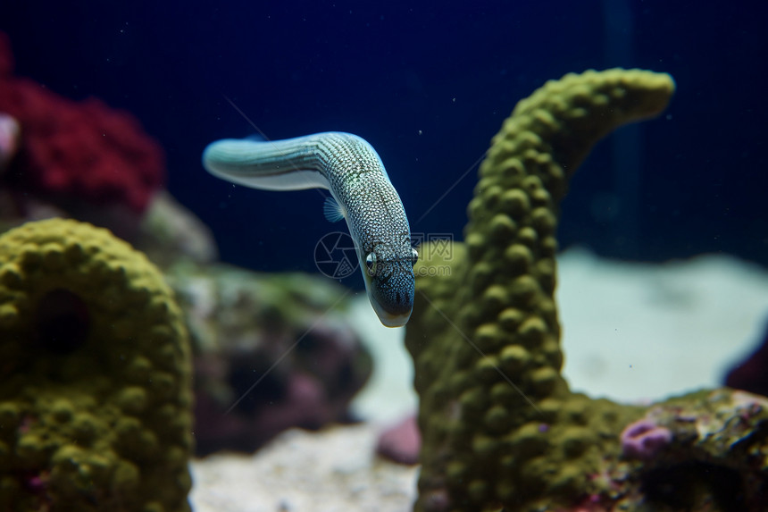 海里的鳗鱼图片