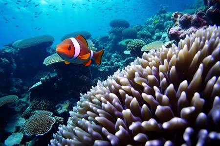 海洋生物鲨鱼潜水的鱼群背景