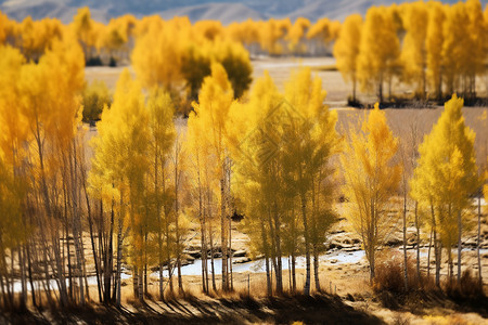 金黄色树林背景图片