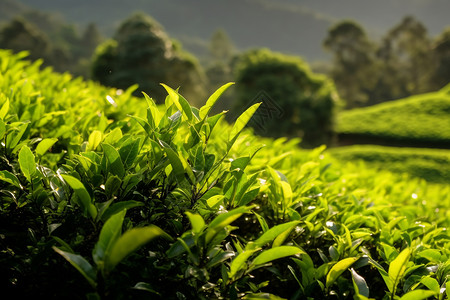 夏天郁郁葱葱的茶叶田图片