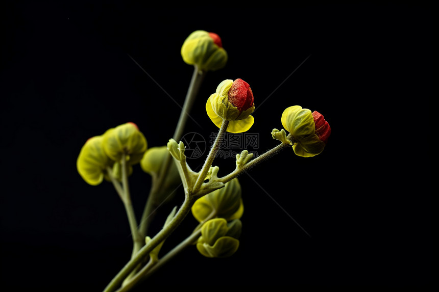 一束绿植的特写图图片