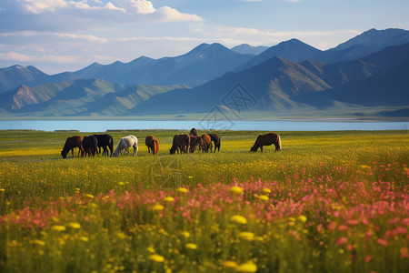 草原上的马群背景图片