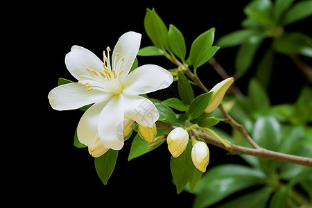 美丽茉莉花朵盛开的茉莉花朵背景