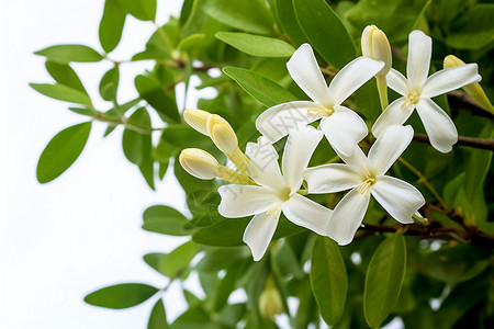 美丽的茉莉花朵图片