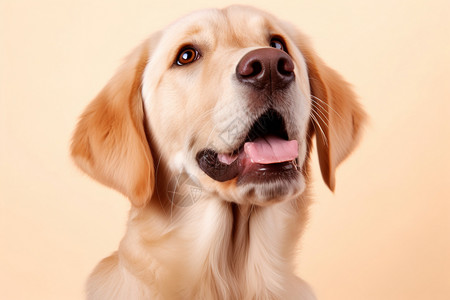 可爱的金毛犬宠物狗高清图片素材