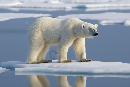 浮冰上企鹅浮冰上的北极熊背景