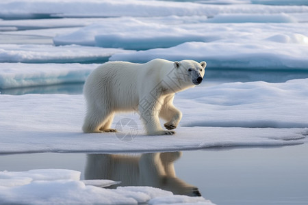 慵懒的北极熊背景图片