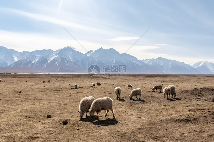 一群羊在吃草图片